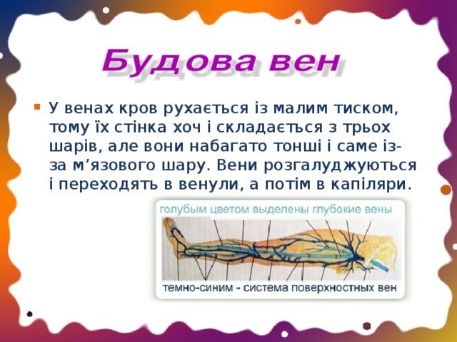 У венах кров рухається із малим тиском, тому їх стінка хоч і складається з трьох шарів, але вони набагато тонші і саме із-за м ’ язового шару. Вени розгалуджуються і переходять в венули, а потім в капіляри.