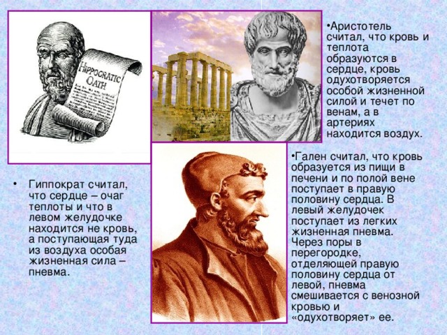 Гален считал, что кровь образуется из пищи в печени и по полой вене поступает в правую половину сердца. В левый желудочек поступает из легких жизненная пневма. Через поры в перегородке, отделяющей правую половину сердца от левой, пневма смешивается с венозной кровью и «одухотворяет» ее. Гиппократ считал, что сердце – очаг теплоты и что в левом желудочке находится не кровь, а поступающая туда из воздуха особая жизненная сила – пневма.