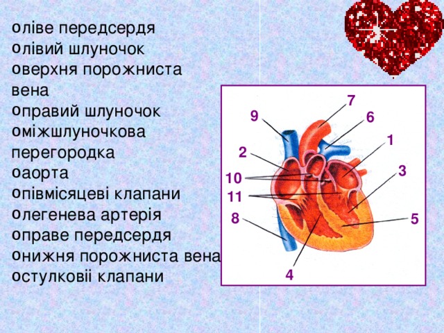 ліве передсердя лівий шлуночок верхня порожниста вена правий шлуночок міжшлуночкова перегородка аорта півмісяцеві клапани легенева артерія праве передсердя нижня порожниста вена стулковіі клапани