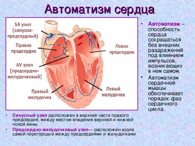 Автоматизм сердца