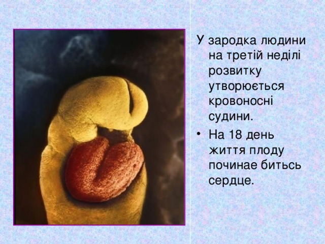 У зародка людини на третій неділі розвитку утворюється кровоносні судини.