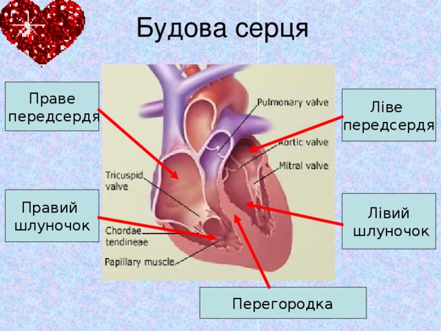 Будова серця Праве  передсердя Ліве передсердя Правий шлуночок Лівий  шлуночок Перегородка