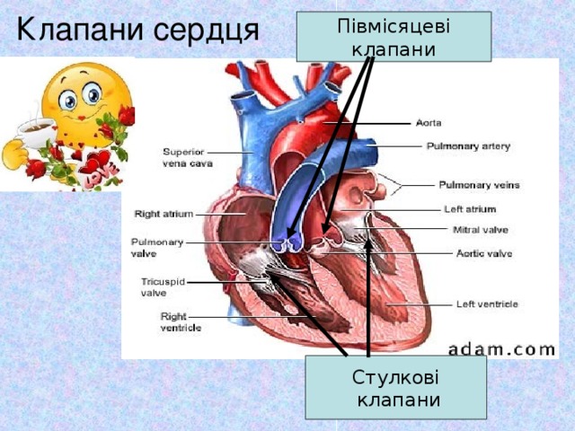 Клапани сердця Півмісяцеві клапани Стулкові  клапани