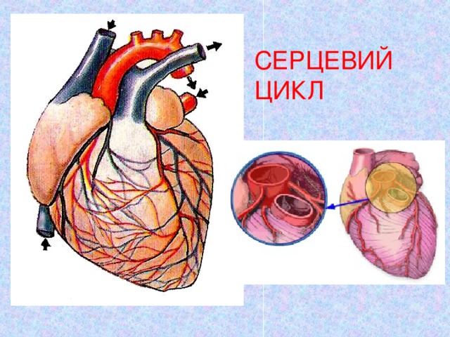СЕРЦЕВИЙ ЦИКЛ