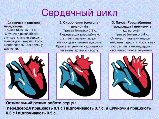 Сердечный цикл 2. Скорочення (систола) шлуночків  Триває близько 0.3 с.  Передсердя розслаблені, стулкові клапани закриті, півмісяцеві клапани відкриті. Кров з шлуночків надходить у легеневу артерію і аорту . 3. Пауза. Розслаблення передсердь і шлуночків (діастола)  Триває близько 0.4 с.  Стулчасті клапани відкриті, півмісяцеві закриті. Кров з вен потрапляє в передсердя і частково стікає в шлуночки. 1. Скорочення (систола) передсердь  Триває близько 0.1 с.  Шлуночки розслаблені, стулкові клапани відкриті, півмісяцеві - закриті. Кров з передсердь надходить у шлуночки. Оптимальний режим роботи серця:  передсердя працюють 0.1 с і відпочивають 0.7 с, а шлуночки працюють 0.3 с і відпочивають 0.5 с.