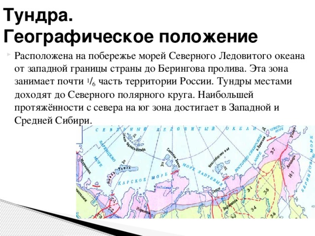Тундра.  Географическое положение Расположена на побережье морей Северного Ледовитого океана от западной границы страны до Берингова пролива. Эта зона занимает почти 1 / 6 часть территории России. Тундры местами доходят до Северного полярного круга. Наибольшей протяжённости с севера на юг зона достигает в Западной и Средней Сибири. 