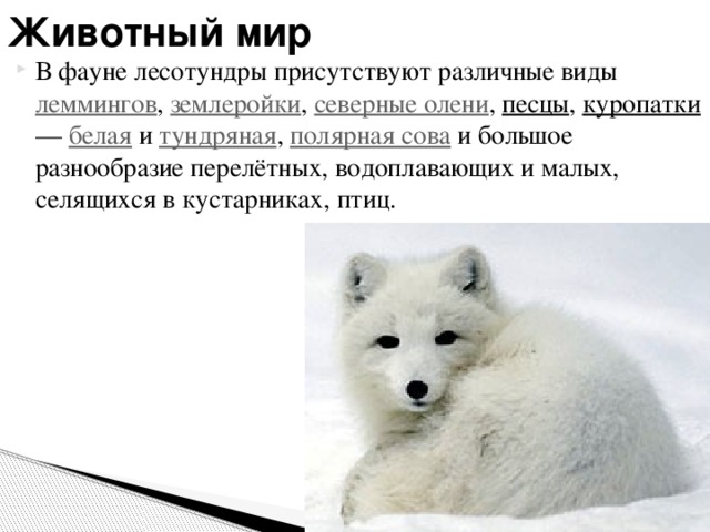 Животный мир В фауне лесотундры присутствуют различные виды леммингов , землеройки , северные олени , песцы , куропатки — белая и тундряная , полярная сова и большое разнообразие перелётных, водоплавающих и малых, селящихся в кустарниках, птиц. 