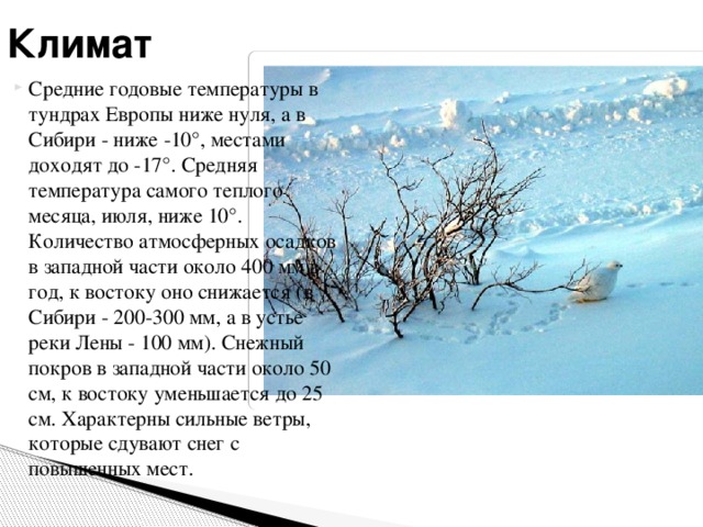 Климат Средние годовые температуры в тундрах Европы ниже нуля, а в Сибири - ниже -10°, местами доходят до -17°. Средняя температура самого теплого месяца, июля, ниже 10°. Количество атмосферных осадков в западной части около 400 мм в год, к востоку оно снижается (в Сибири - 200-300 мм, а в устье реки Лены - 100 мм). Снежный покров в западной части около 50 см, к востоку уменьшается до 25 см. Характерны сильные ветры, которые сдувают снег с повышенных мест. 