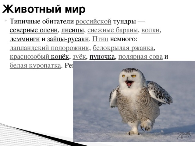 Животный мир Типичные обитатели российской тундры — северные олени , лисицы , снежные бараны , волки , лемминги и зайцы-русаки . Птиц немного: лапландский подорожник , белокрылая ржанка , краснозобый конёк , зуёк , пуночка , полярная сова и белая куропатка . Реки и озёра богаты рыбой. 