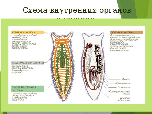 Схема внутренних органов планарии 