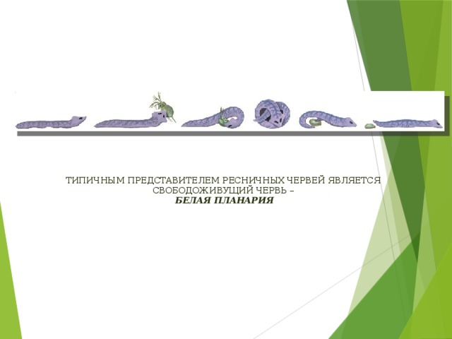   ТИПИЧНЫМ ПРЕДСТАВИТЕЛЕМ РЕСНИЧНЫХ ЧЕРВЕЙ ЯВЛЯЕТСЯ СВОБОДОЖИВУЩИЙ ЧЕРВЬ –   БЕЛАЯ ПЛАНАРИЯ 