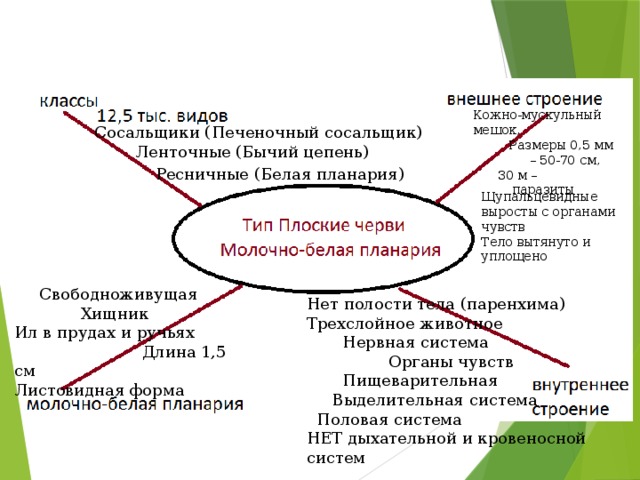 Кожно-мускульный мешок,  Размеры 0,5 мм – 50-70 см, 30 м – паразиты Сосальщики (Печеночный сосальщик)  Ленточные (Бычий цепень) Ресничные (Белая планария) Щупальцевидные выросты с органами чувств Тело вытянуто и уплощено  Свободноживущая  Хищник Ил в прудах и ручьях  Длина 1,5 см Листовидная форма Нет полости тела (паренхима) Трехслойное животное  Нервная система  Органы чувств  Пищеварительная  Выделительная система  Половая система НЕТ дыхательной и кровеносной систем 