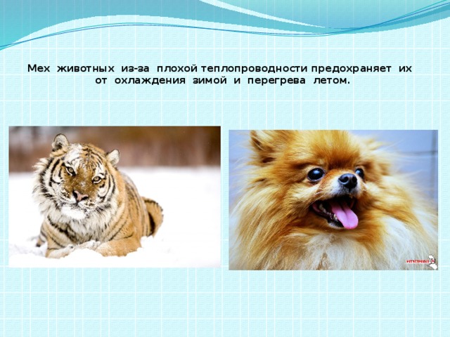Мех животных из-за плохой теплопроводности предохраняет их  от охлаждения зимой и перегрева летом.   