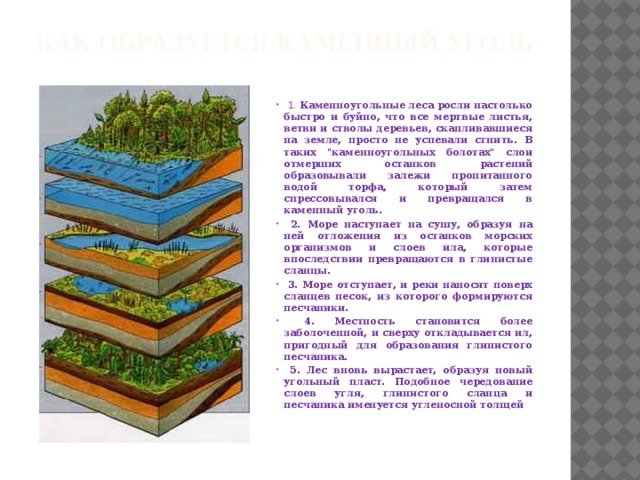Образование каменного угля план сообщения 5 класс биология