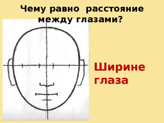 Чему равна длина носа на рисунке пропорциональной головы человека