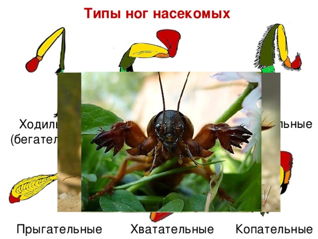 Какими цифрами на рисунке обозначены прыгательная и копательная конечности насекомых