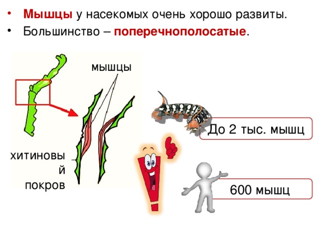 На каком рисунке изображено животное у которого нет наружного хитинового скелета