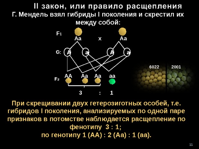 Как можно назвать скрещивание представленное на схеме aa x aa