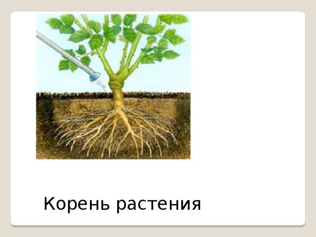 Корень растения 