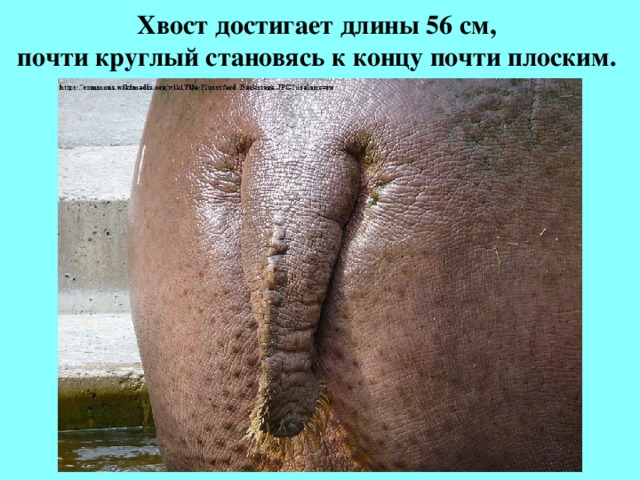 Хвост достигает длины 56 см,  почти круглый становясь к концу почти плоским.