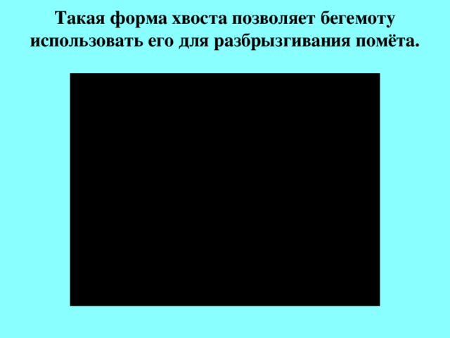 Такая форма хвоста позволяет бегемоту использовать его для разбрызгивания помёта.