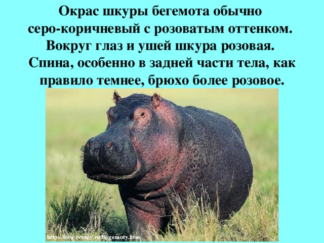 Окрас шкуры бегемота обычно  серо-коричневый с розоватым оттенком.  Вокруг глаз и ушей шкура розовая.  Спина, особенно в задней части тела, как правило темнее, брюхо более розовое.