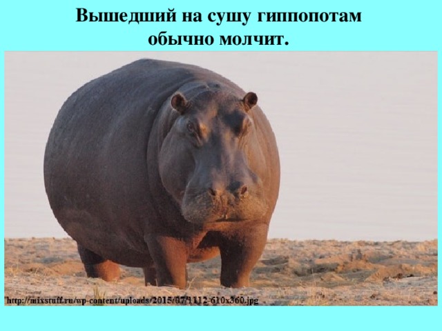 Вышедший на сушу гиппопотам  обычно молчит. 