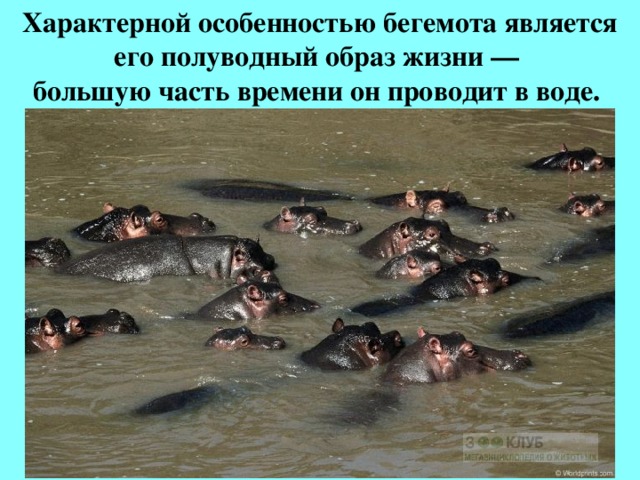 Характерной особенностью бегемота является его полуводный образ жизни —  большую часть времени он проводит в воде.