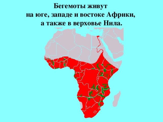 Бегемоты живут  на юге, западе и востоке Африки,  а также в верховье Нила.