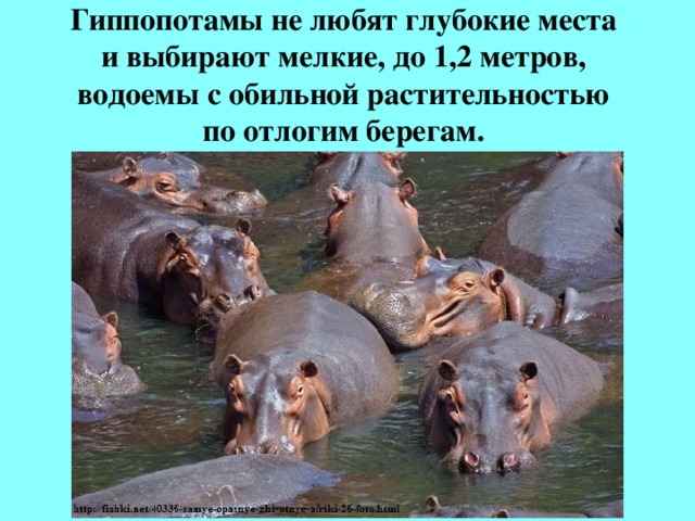 Гиппопотамы не любят глубокие места  и выбирают мелкие, до 1,2 метров,  водоемы с обильной растительностью  по отлогим берегам. 