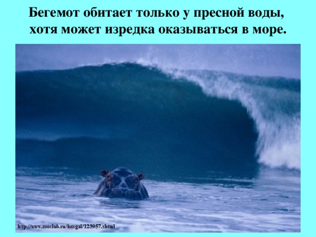 Бегемот обитает только у пресной воды,  хотя может изредка оказываться в море.