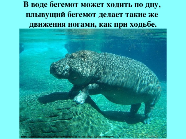 В воде бегемот может ходить по дну,  плывущий бегемот делает такие же  движения ногами, как при ходьбе.