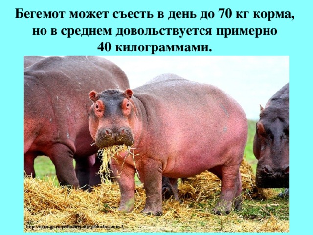 Презентация на тему бегемот
