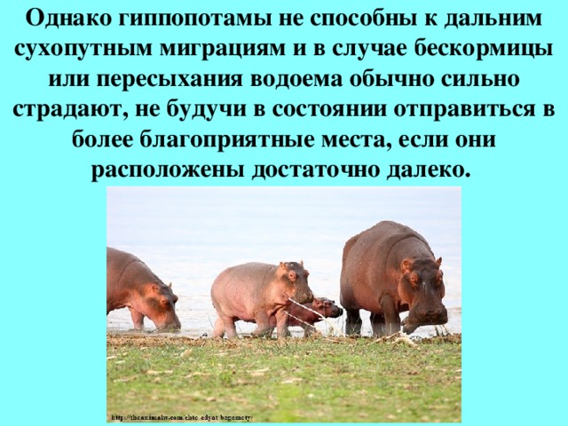 Однако гиппопотамы не способны к дальним сухопутным миграциям и в случае бескормицы или пересыхания водоема обычно сильно страдают, не будучи в состоянии отправиться в более благоприятные места, если они расположены достаточно далеко. 