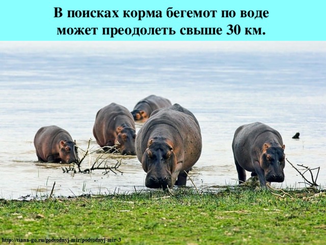 В поисках корма бегемот по воде  может преодолеть свыше 30 км. 