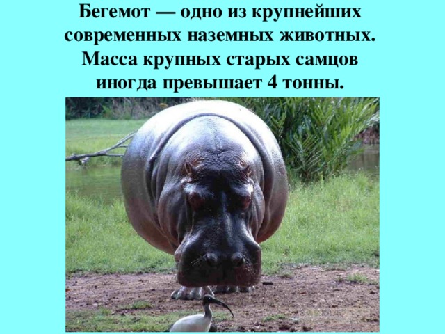 Бегемот — одно из крупнейших  современных наземных животных.  Масса крупных старых самцов  иногда превышает 4 тонны.