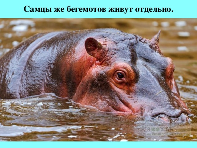 Самцы же бегемотов живут отдельно.