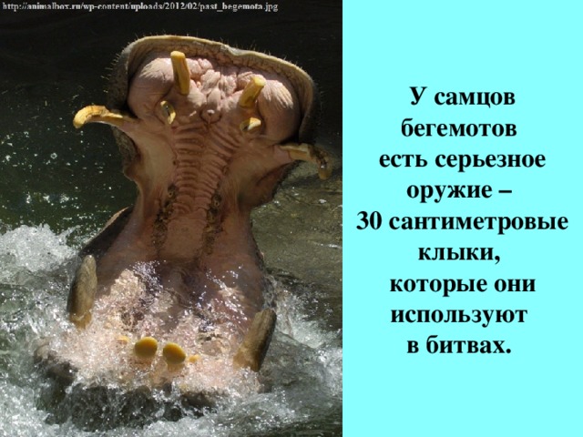 У самцов бегемотов  есть серьезное оружие –  30 сантиметровые клыки,  которые они используют  в битвах.