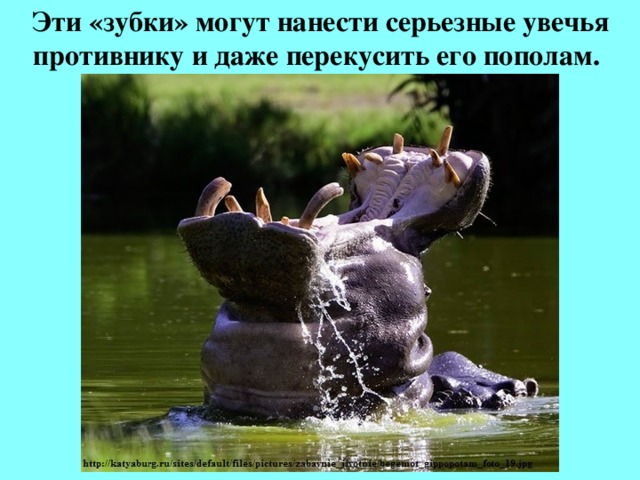 Эти «зубки» могут нанести серьезные увечья противнику и даже перекусить его пополам.