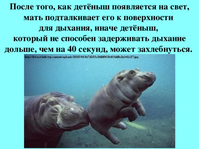 После того, как детёныш появляется на свет, мать подталкивает его к поверхности  для дыхания, иначе детёныш,  который не способен задерживать дыхание дольше, чем на 40 секунд, может захлебнуться. 