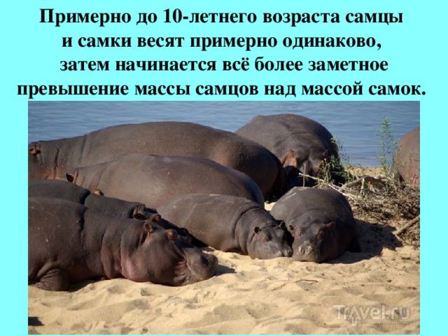 Примерно до 10-летнего возраста самцы  и самки весят примерно одинаково,  затем начинается всё более заметное превышение массы самцов над массой самок.