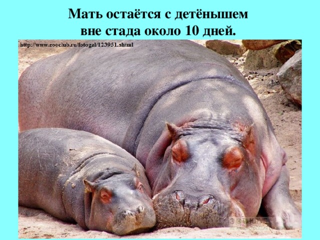 Мать остаётся с детёнышем  вне стада около 10 дней. 