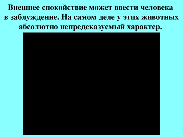 Внешнее спокойствие может ввести человека  в заблуждение. На самом деле у этих животных абсолютно непредсказуемый характер. 