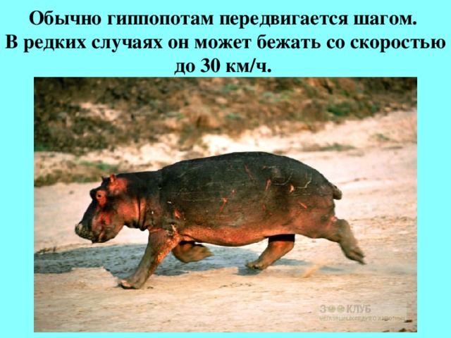Презентация бегемот огэ