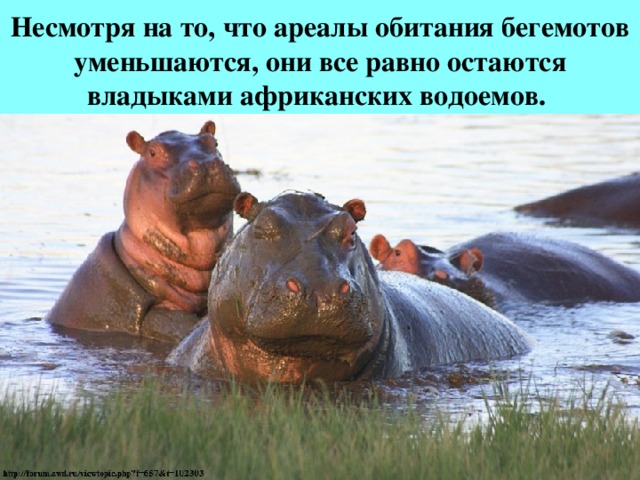 Несмотря на то, что ареалы обитания бегемотов уменьшаются, они все равно остаются владыками африканских водоемов. 