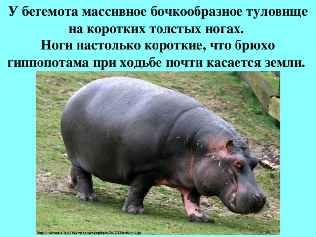 У бегемота массивное бочкообразное туловище на коротких толстых ногах.  Ноги настолько короткие, что брюхо гиппопотама при ходьбе почти касается земли. 