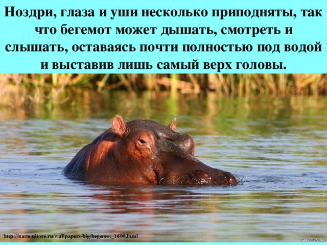 Ноздри, глаза и уши несколько приподняты, так что бегемот может дышать, смотреть и слышать, оставаясь почти полностью под водой и выставив лишь самый верх головы.