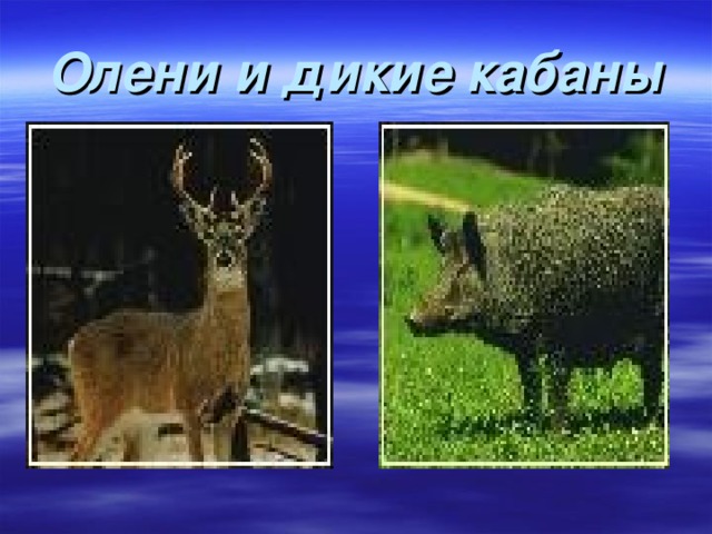 Олени и дикие кабаны 
