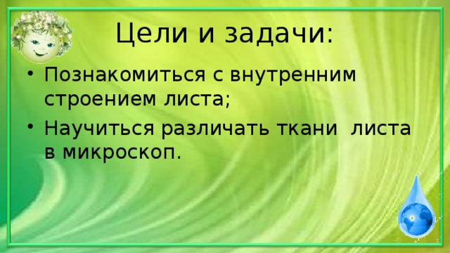Цели и задачи: Познакомиться с внутренним строением листа; Научиться различать ткани листа в микроскоп. 