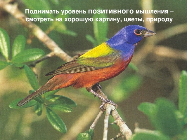 Поднимать уровень позитивного мышления – смотреть на хорошую картину, цветы, природу  